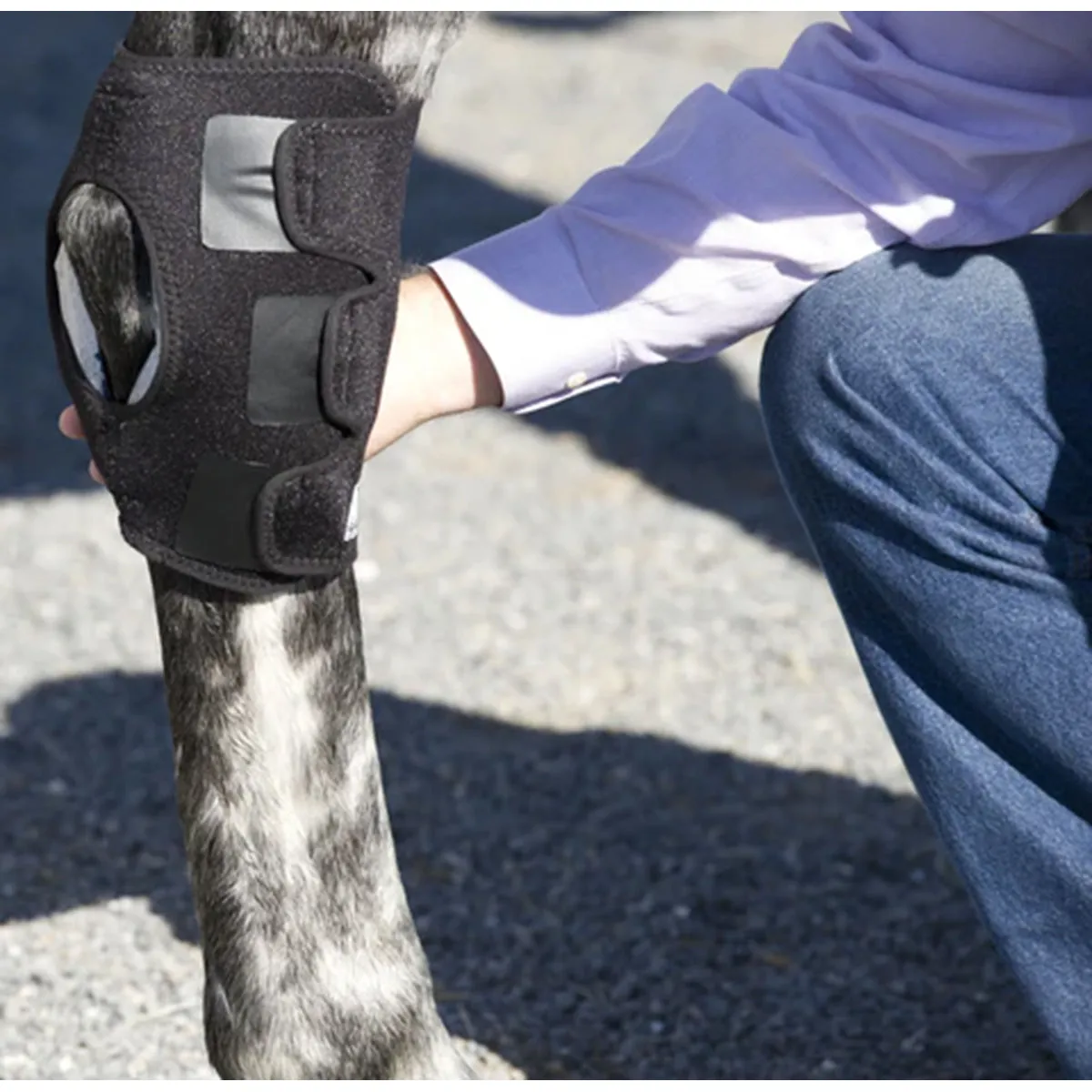 Ice Horse Hock Wrap